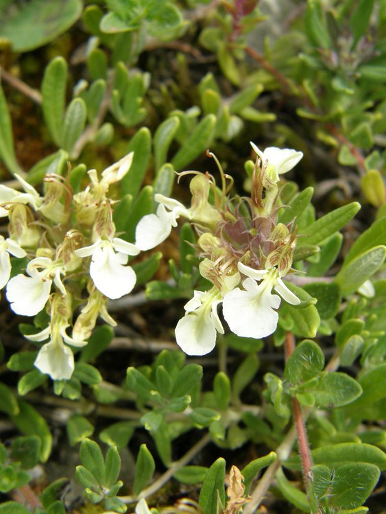 Berg-Gamander / Teucrium montanum