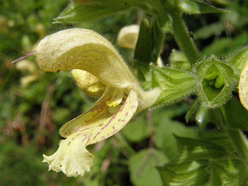 Klebriger Salbei / Salvia glutinosa