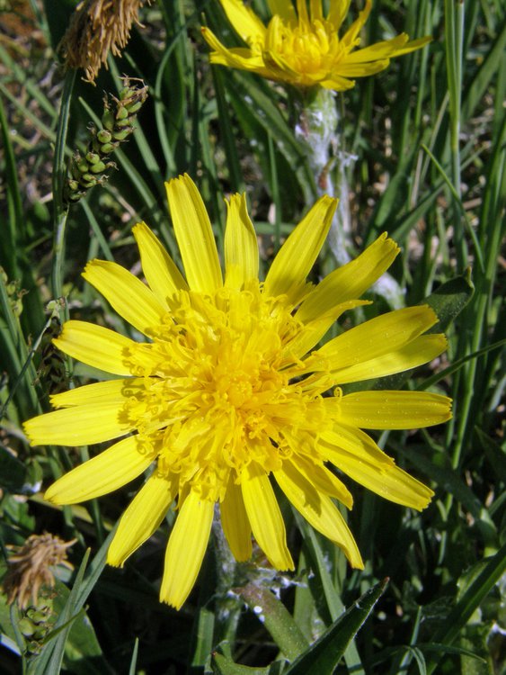 Niedrige Schwarzwurzel / Scorzonera humilis