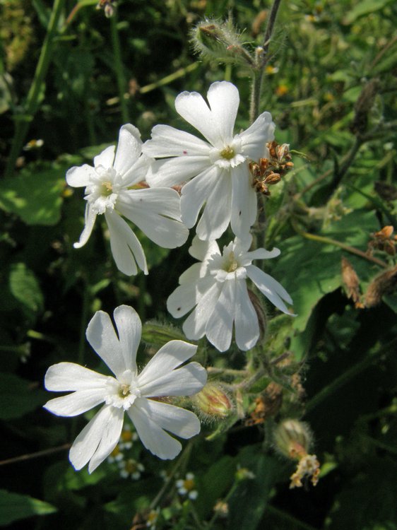 Acker-Leimkraut / Silene noctiflora