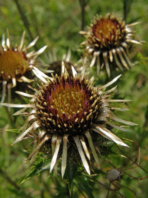 Golddistel / Carlina vulgaris