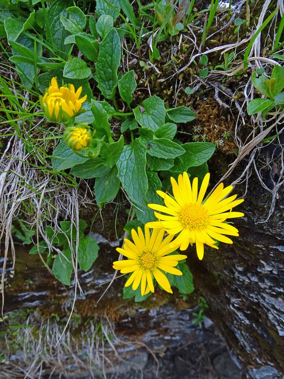 Gletscher-Gämswurz / Doronicum glaciale