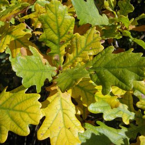 Stiel-Eiche / Quercus robur