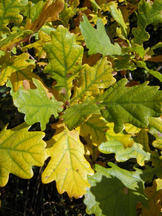 Stiel-Eiche / Quercus robur