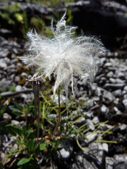 Silberwurz / Dryas octopetala