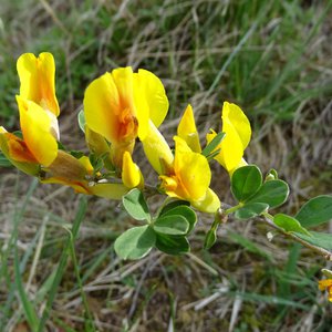 Kopf-Zwergginster / Chamaecytisus supinus