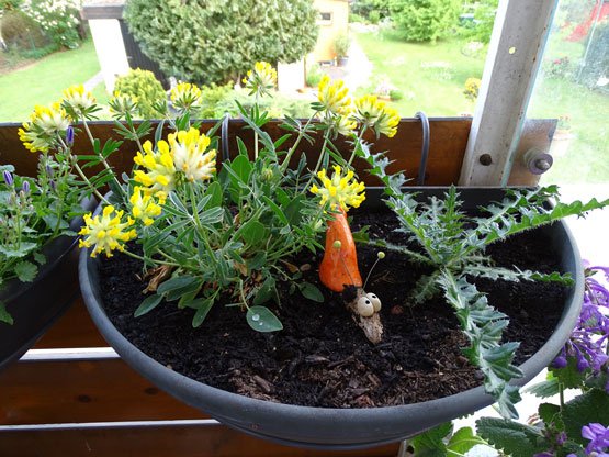 Gewöhnlicher Wundklee / Anthyllis vulneraria