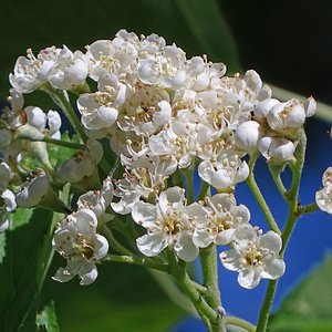 Elsbeere / Sorbus torminalis