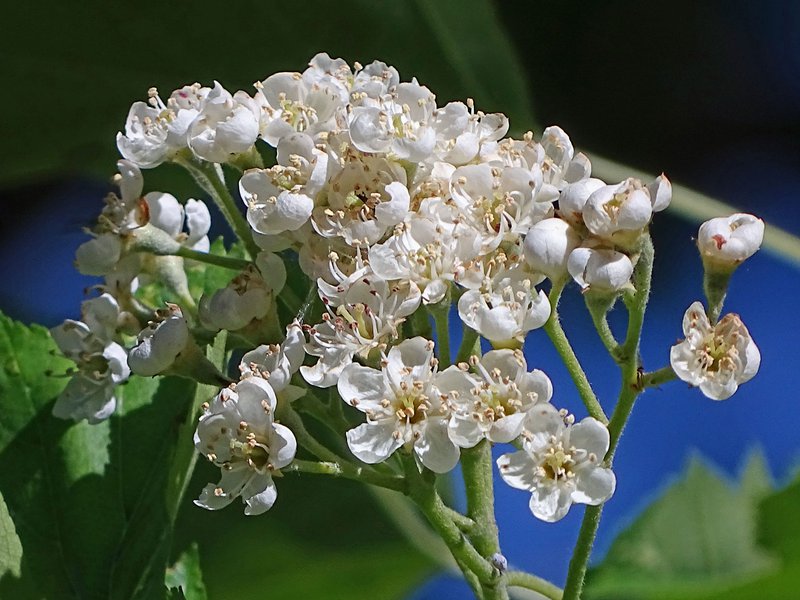 Elsbeere / Sorbus torminalis