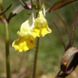 Wald-Wachtelweizen / Melampyrum sylvaticum