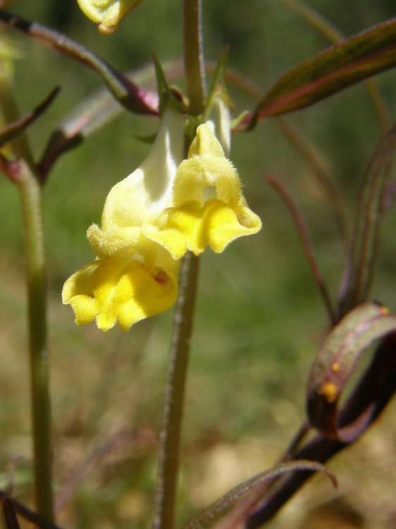 Wald-Wachtelweizen / Melampyrum sylvaticum