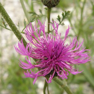 Gewöhnliche Flockenblume / Centaurea jacea