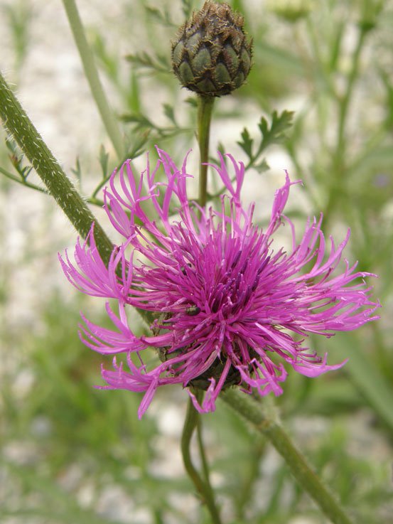 Gewöhnliche Flockenblume / Centaurea jacea