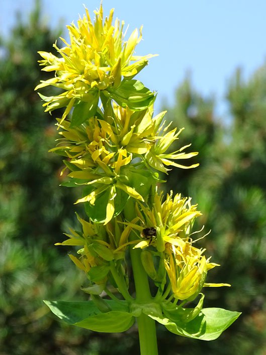 Gelber Enzian / Gentiana lutea