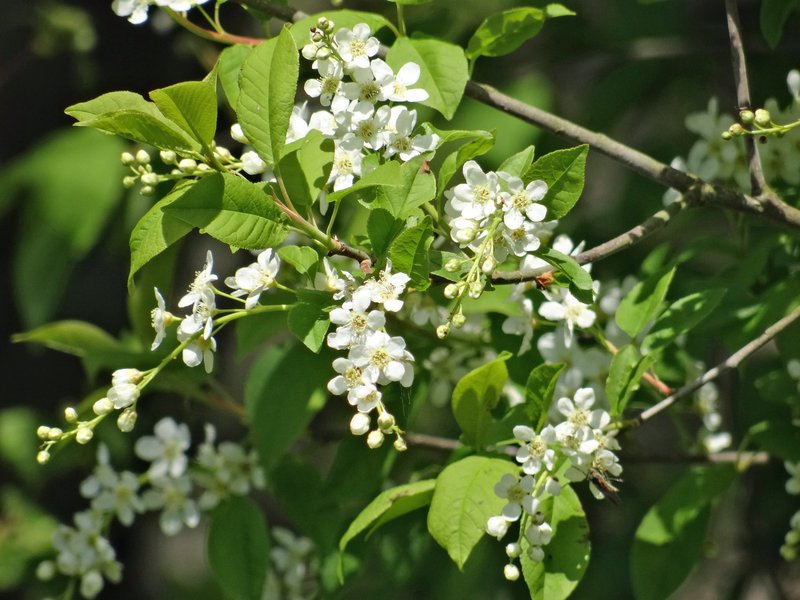 Gewöhnliche Trauben-Kirsche / Prunus padus