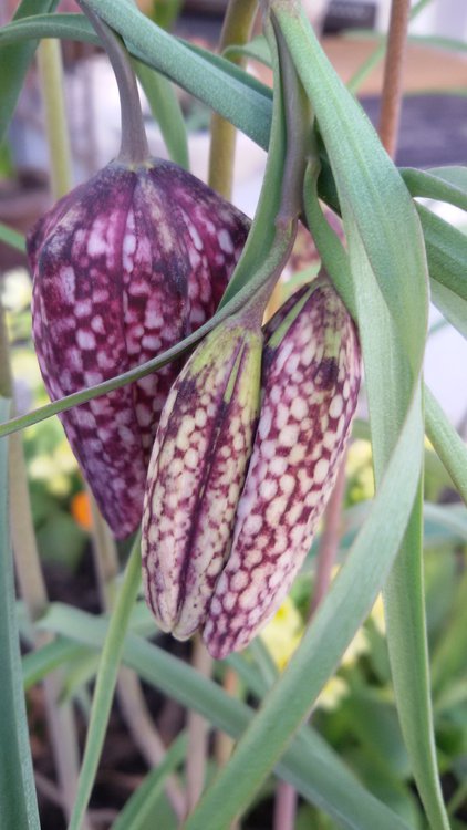 Schachbrettblume / Fritillaria meleagris