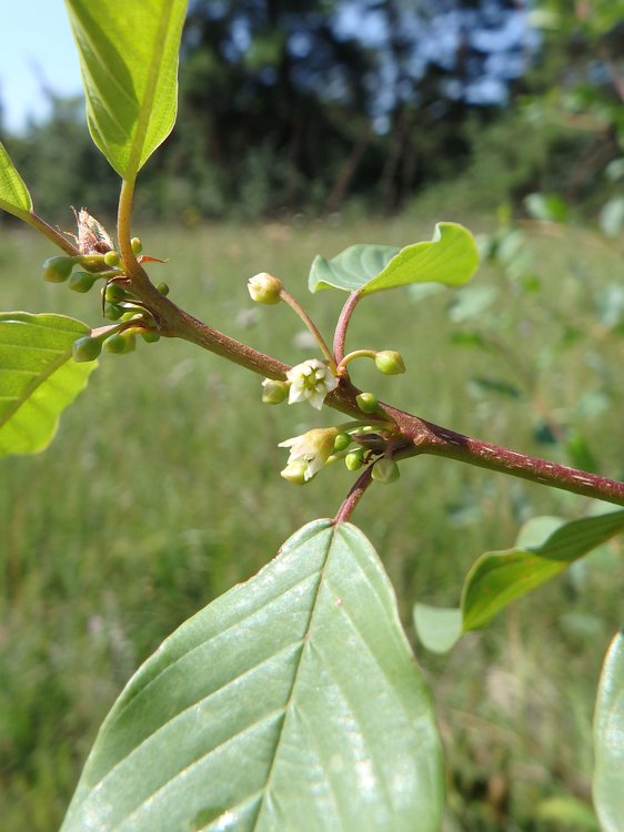 Faulbaum / Frangula alnus