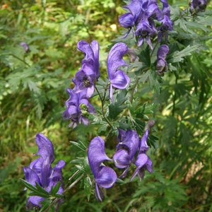 Blauer Eisenhut / Aconitum napellus