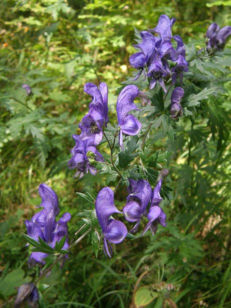Blauer Eisenhut / Aconitum napellus