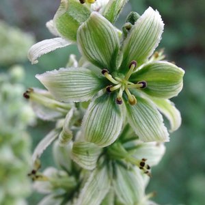 Weißer Germer / Veratrum album