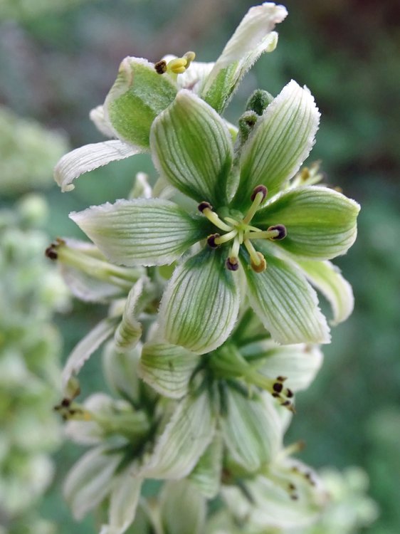 Weißer Germer / Veratrum album