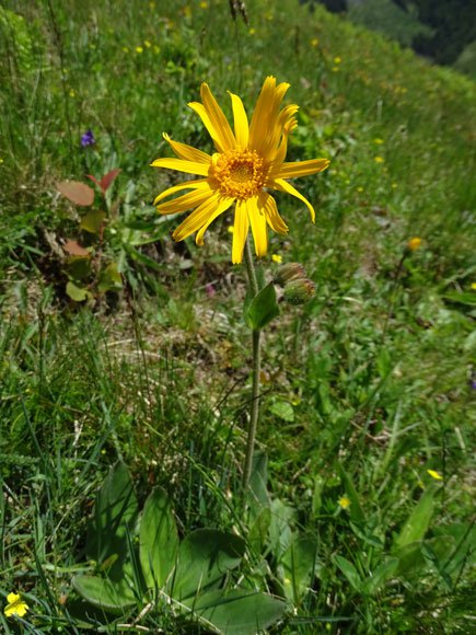 Arnika / Arnica montana