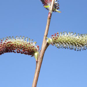 Purpur-Weide / Salix purpurea