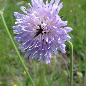 Acker-Witwenblume / Knautia arvensis