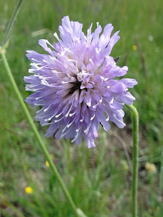 Acker-Witwenblume / Knautia arvensis