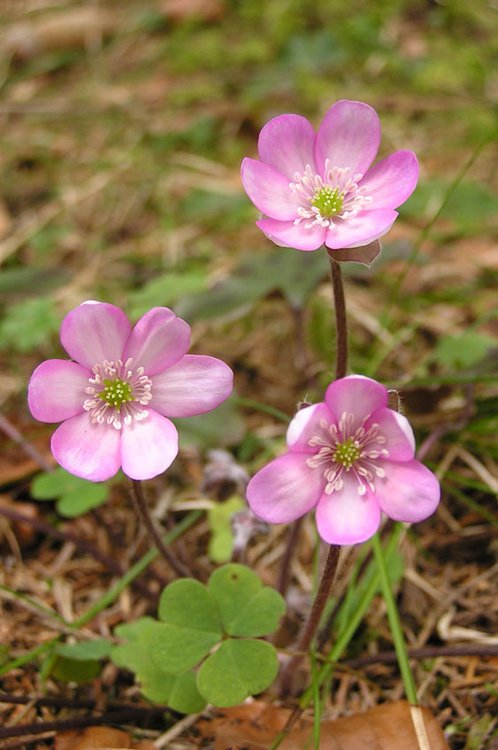 Leberblümchen / Hepatica nobilis