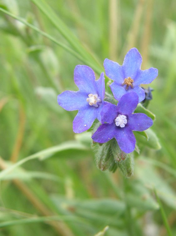 Gemeine Ochsenzunge / Anchusa officinalis