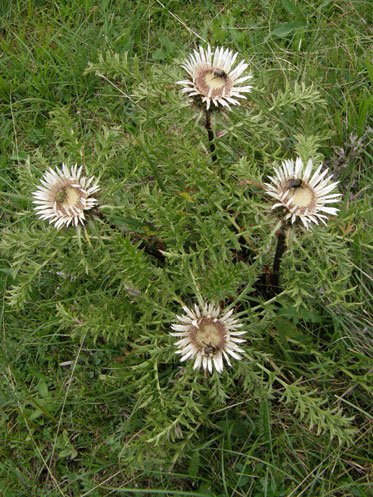 Silberdistel / Carlina acaulis