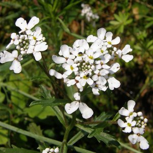 Bittere Schleifenblume / Iberis amara