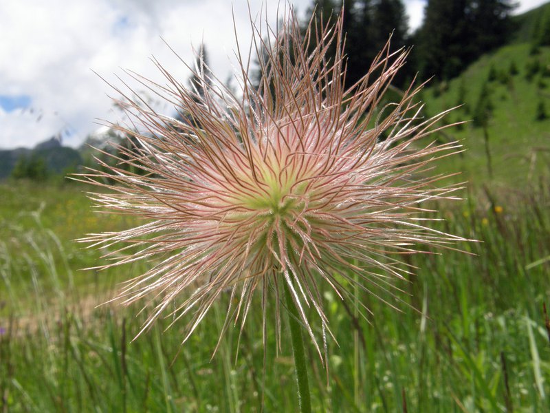 Weiße Alpen-Küchenschelle / Pulsatilla alpina ssp. alba