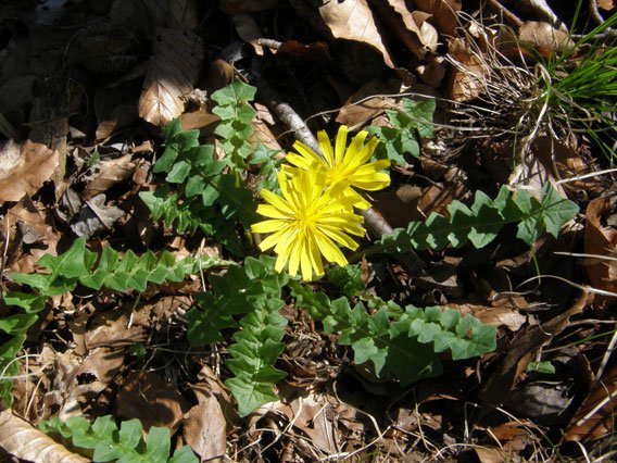 Stinksalat / Aposeris foetida