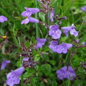 Alpen-Steinquendel / Acinos alpinus