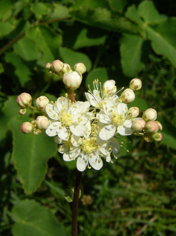 Knolliges Mädesüß / Filipendula vulgaris