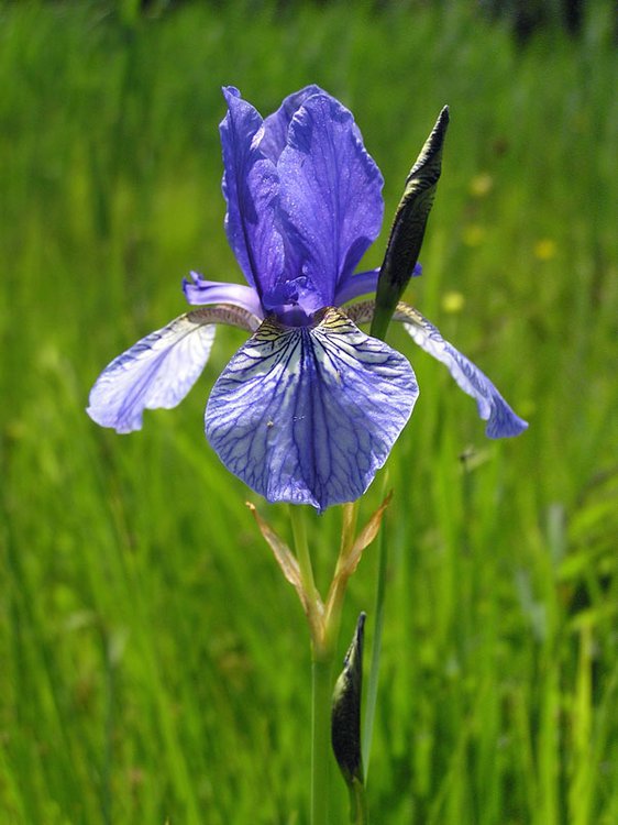 Sibirische Schwertlilie / Iris sibirica
