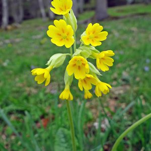 Wiesen-Schlüsselblume / Primula veris