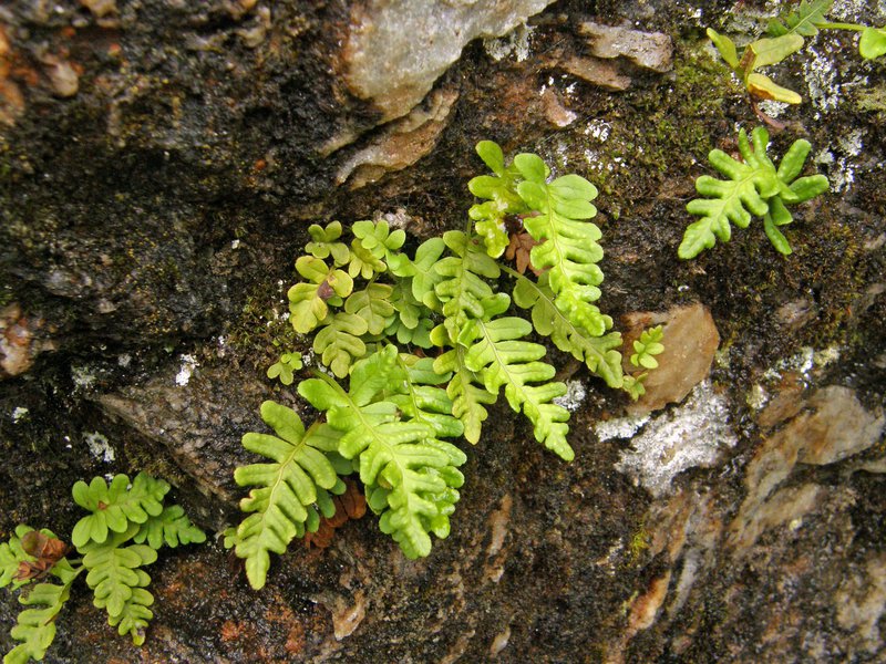 Gewöhnlicher Tüpfelfarn / Polypodium vulgare