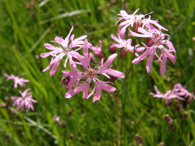 Kuckucks-Lichtnelke / Lychnis flos-cuculi