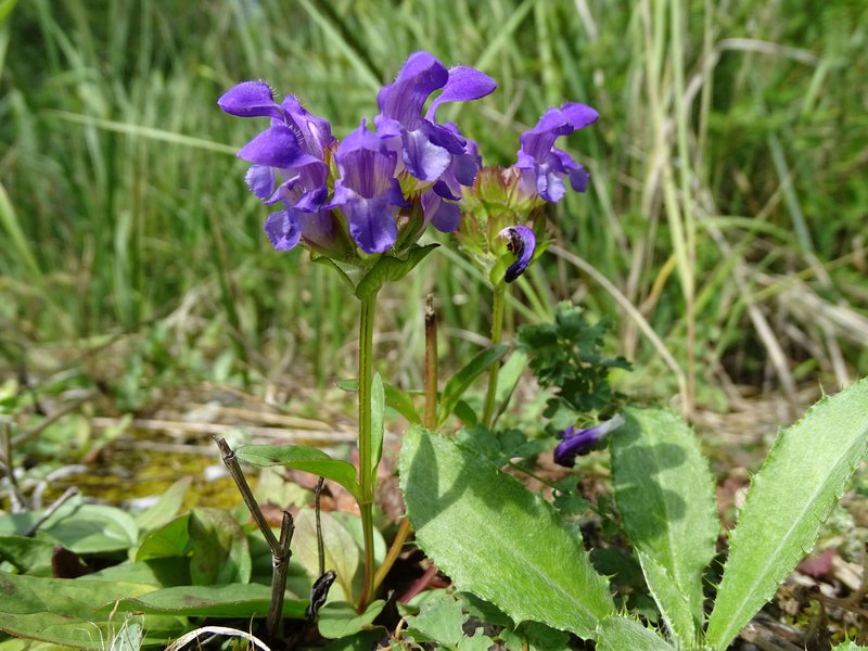 Großblütige Braunelle / Prunella grandiflora
