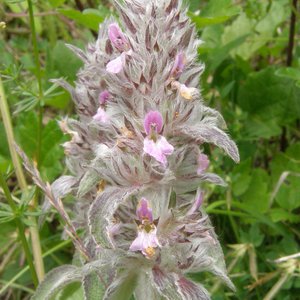 Deutscher Ziest / Stachys germanica