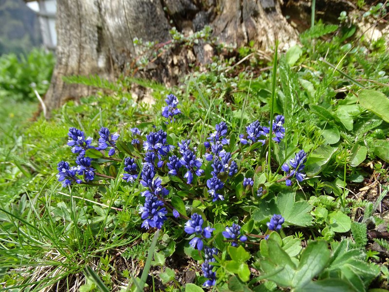 Alpen-Kreuzblume / Polygala alpestris