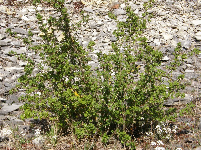 Stachelbeere / Ribes uva-crispa