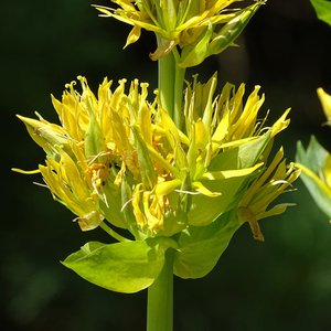 Gelber Enzian / Gentiana lutea