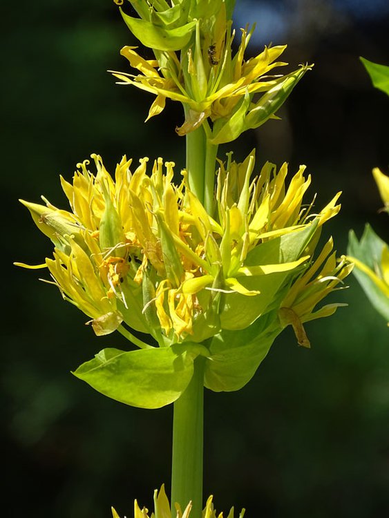 Gelber Enzian / Gentiana lutea