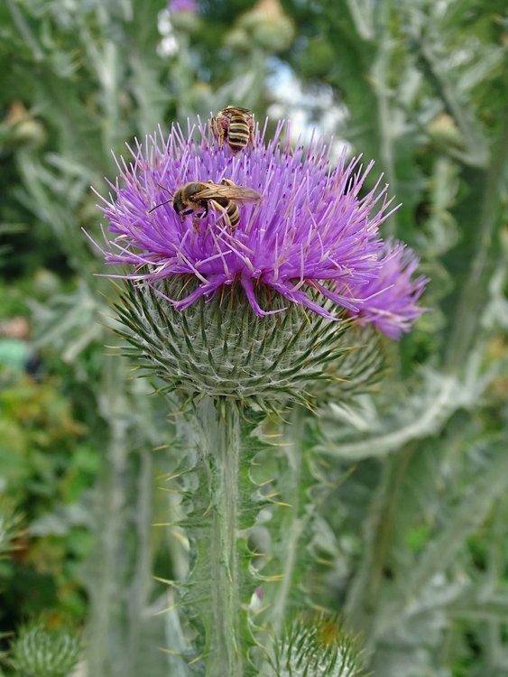 Eselsdistel / Onopordum acanthium