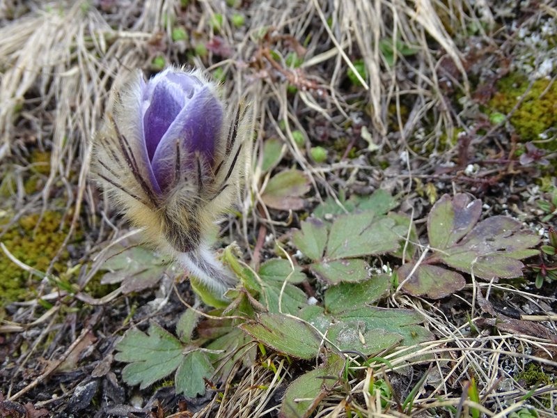 Frühlings-Küchenschelle / Pulsatilla vernalis