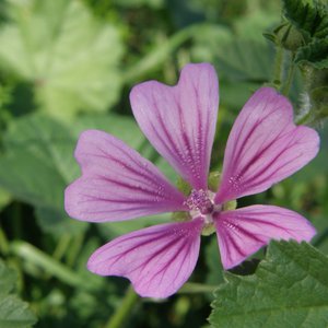 Weg-Malve / Malva neglecta